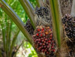 Pemprov Optimistis Sawit Kaltim Melesat dengan Kebijakan B50